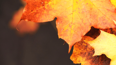 Showing gratitude to your team members 